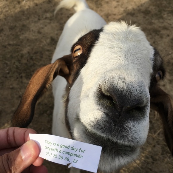 Meet your Posher, Vanessa - Picture 2 of 5